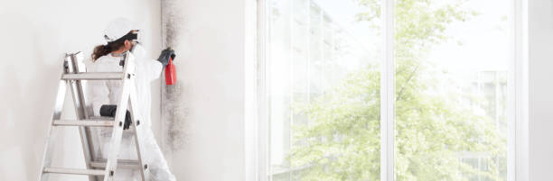 Panther Valley, NJ Mold Removal Company